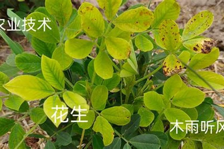 种花生用什么肥料最好