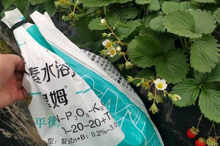 芒果高产施肥的方法!芒果用什么肥料？