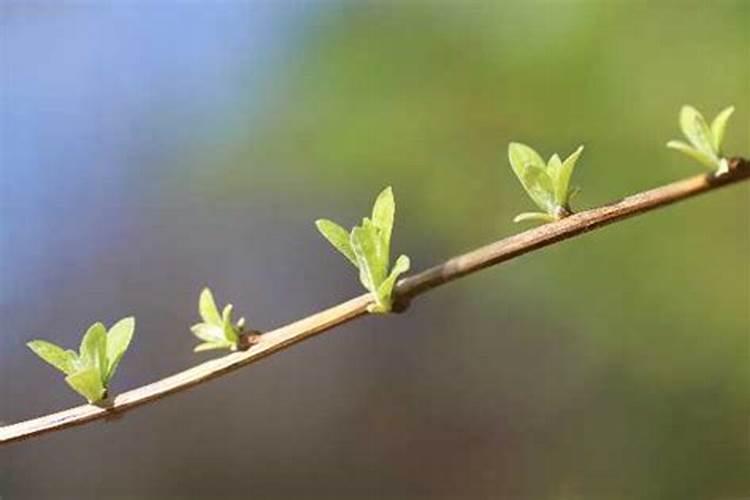 花芽分化用什么叶面肥