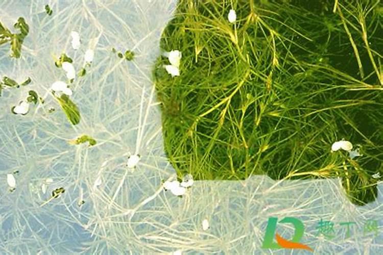 蟹爪兰用什么肥料最好