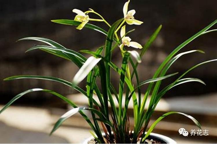 如何判断兰花缺水缺肥,如何补水补肥