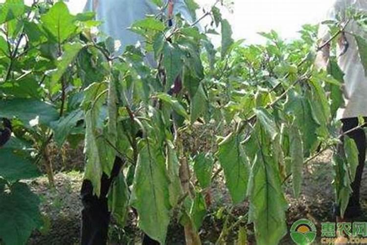 微量元素肥料哪家好