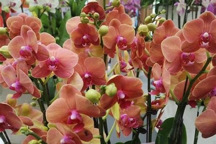 南瓜叶子发黄怎么办