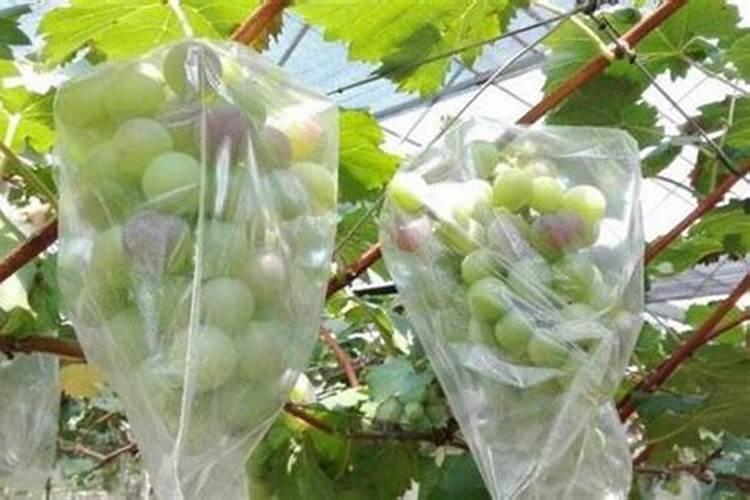 柑橘打什么药果子才能光亮