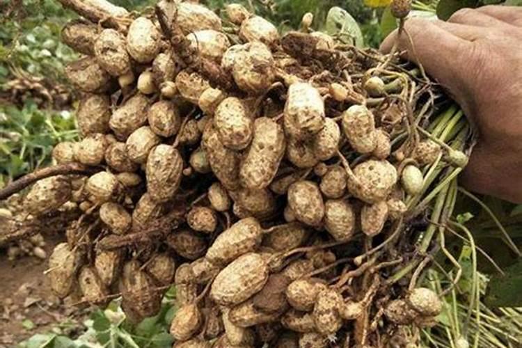 哈密瓜高产栽培,哈密瓜高产栽培方法要点有哪些？