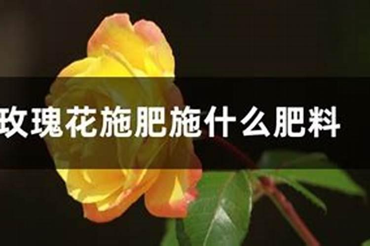 玫瑰一般哪几个月施肥玫瑰怎么施肥
