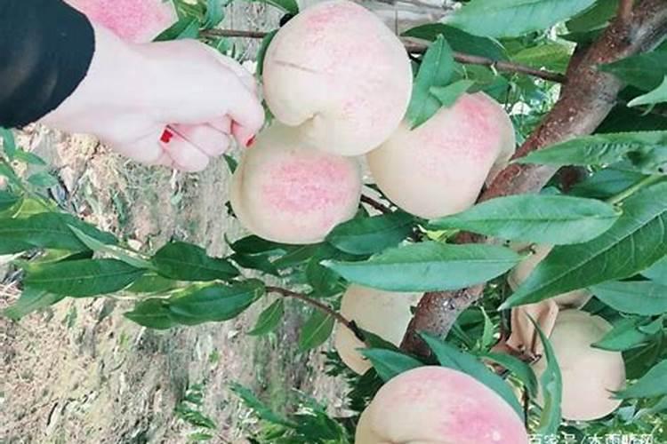 苹果套袋后可以喷芸苔素吗