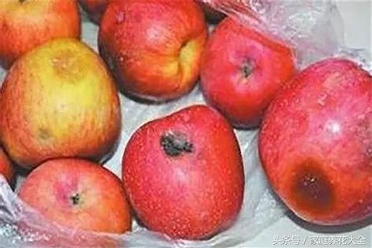烂苹果怎么做花的肥料