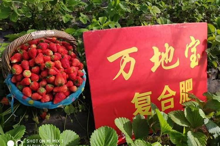 草莓怎么施肥和浇水 草莓如何施肥和浇水