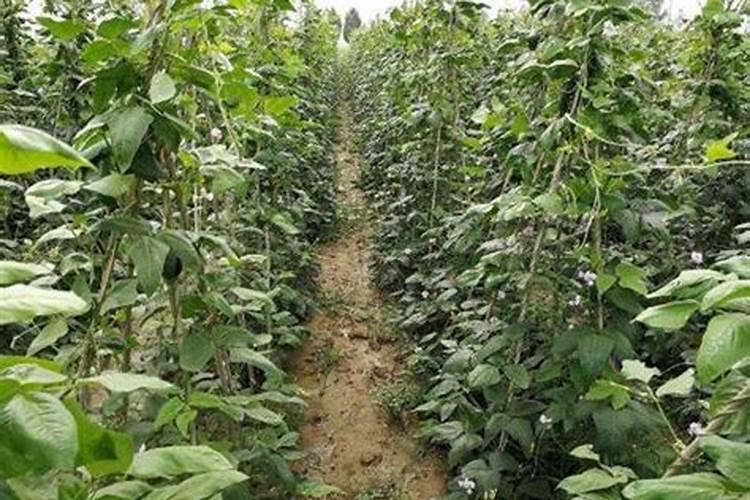 豇豆追肥什么肥料才是高产肥料烧根怎么办
