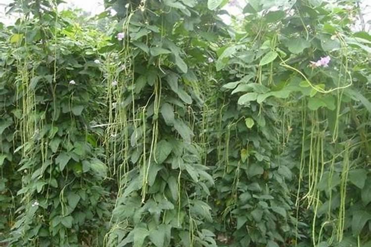 豆角保花保果用什么肥料好？豆角怎么施肥又长又直？