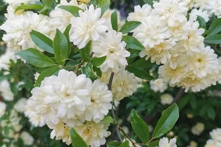 柑橘苗期施什么肥料