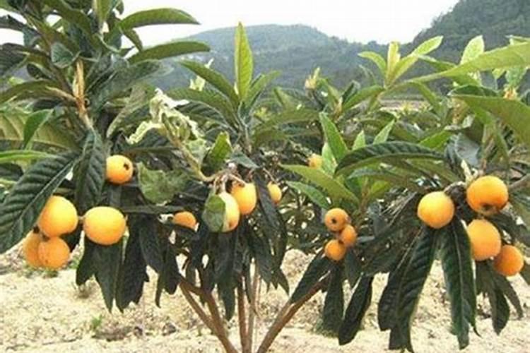 枇杷施肥时间和管理