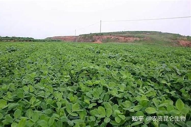 花生喜欢的叶面肥