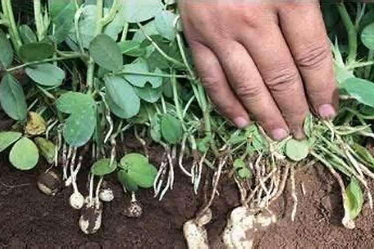 黄瓜秧几天浇水