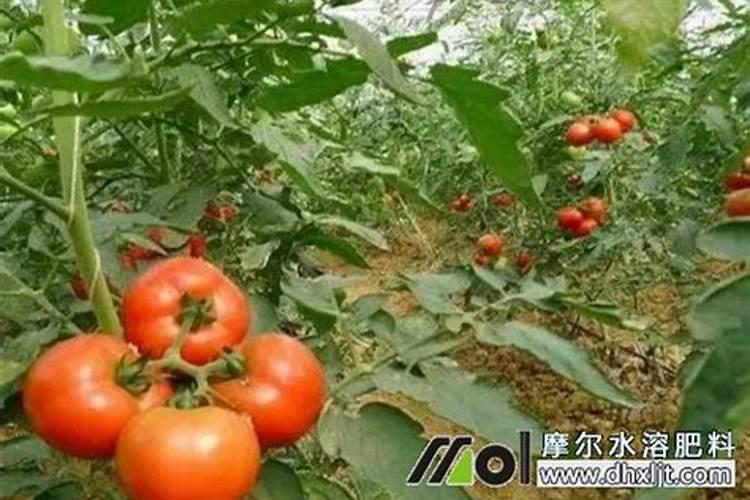 葵花开花后可以追肥吗？