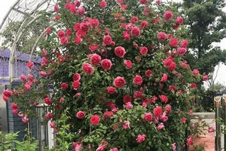 硅酸盐细菌硅酸盐细菌种类及其生产应用