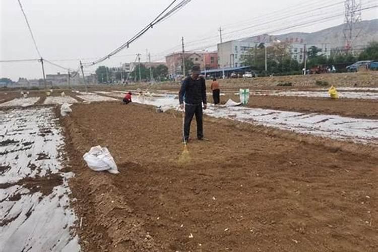 榴莲有哪些营养成分