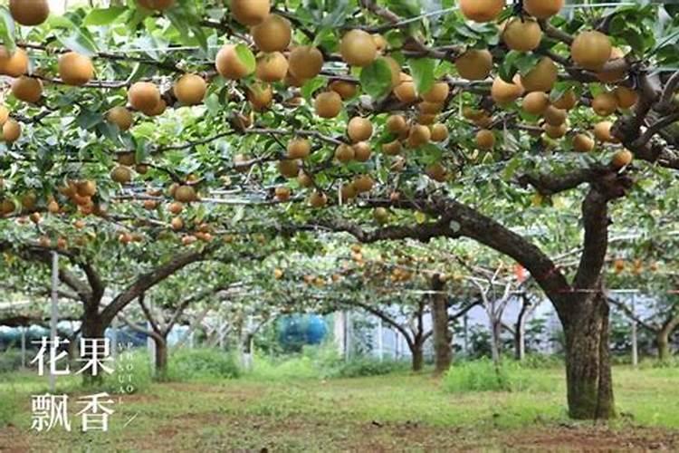 柚子树最怕什么 应该怎么预防