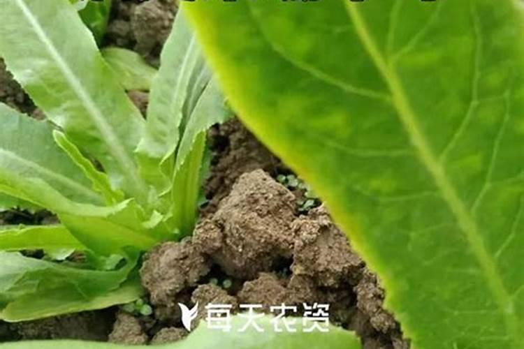 芸苔素的作用和使用方法