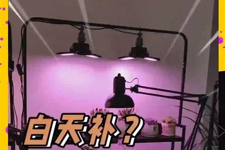 植物在白天还是晚上施肥好？