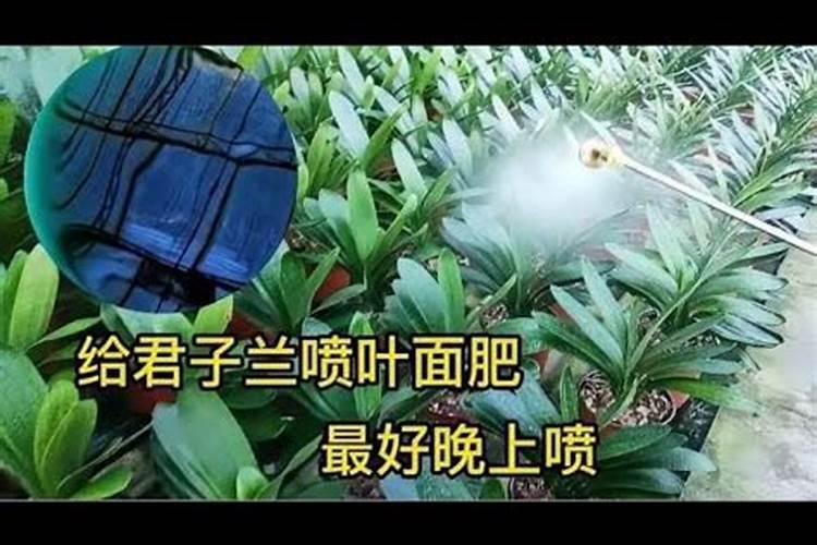 叶面肥上午打还是下午打