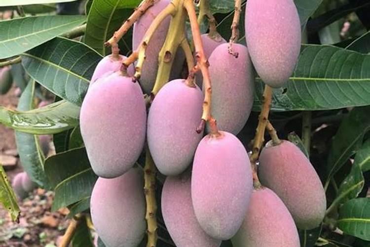 芸苔素十赤霉素作用