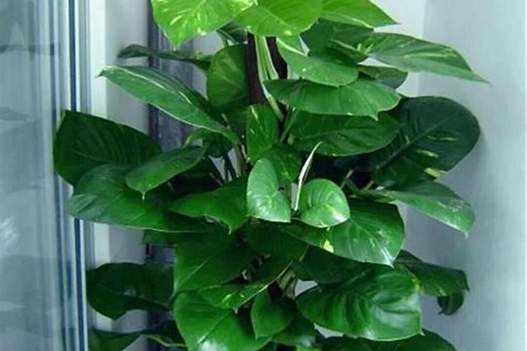 怎么给植物施肥给花施肥的正确方法