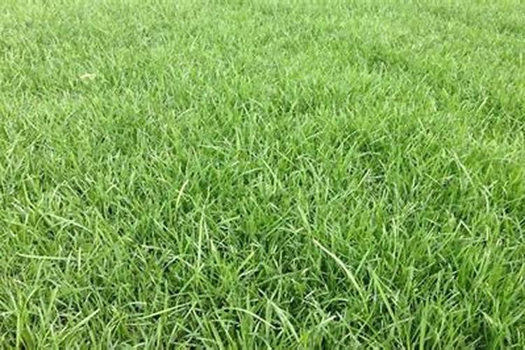 小区绿化草坪下什么肥怎样下