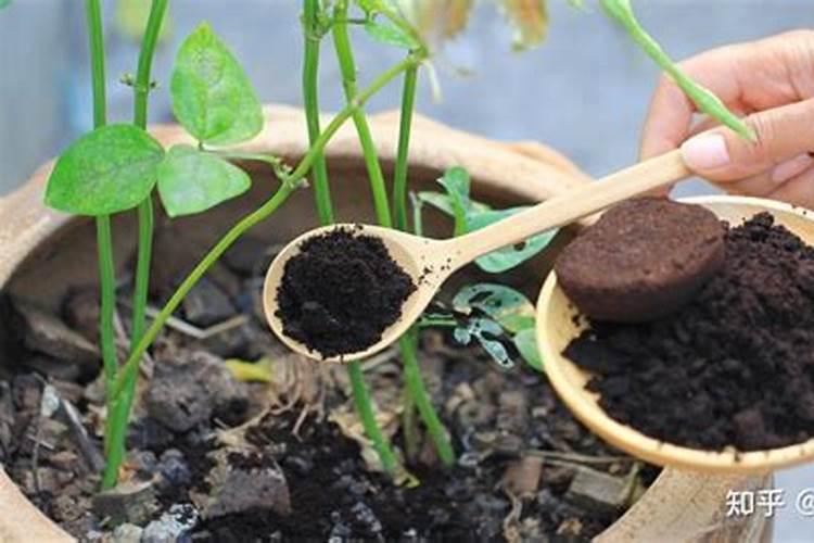 家里植物用什么施肥