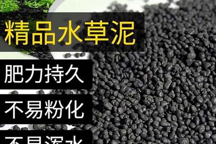 大葱应该如何进行种植呢？