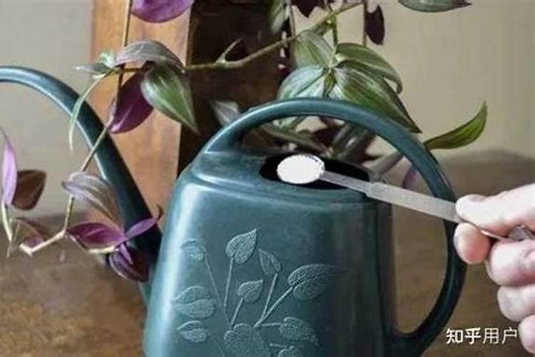 室内绿植 用什么花肥