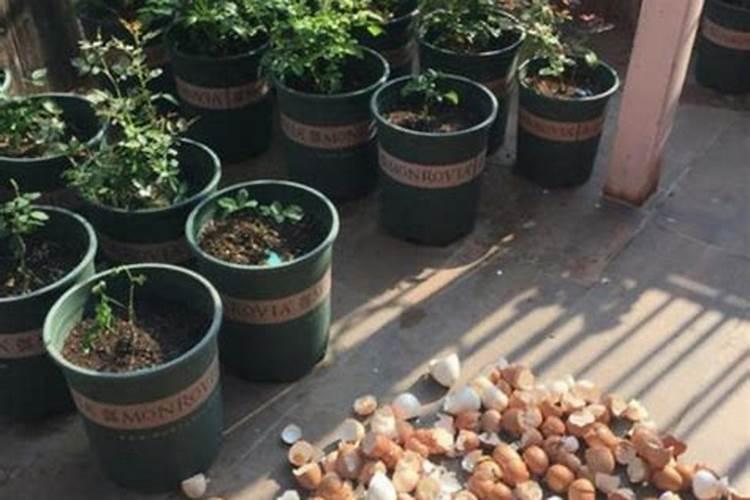 天脊肥料厂家在哪里