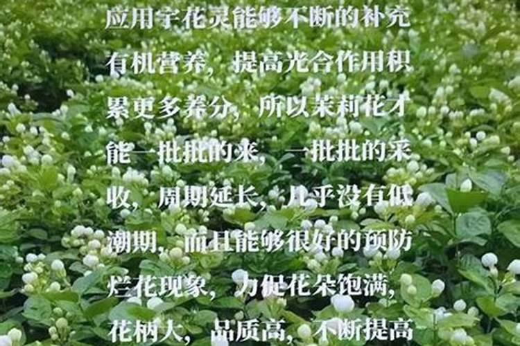 香菜施什么肥料长得快