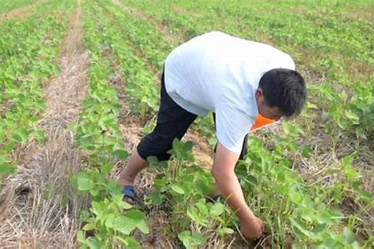 花生什么时候施钼肥好 最佳使用时间