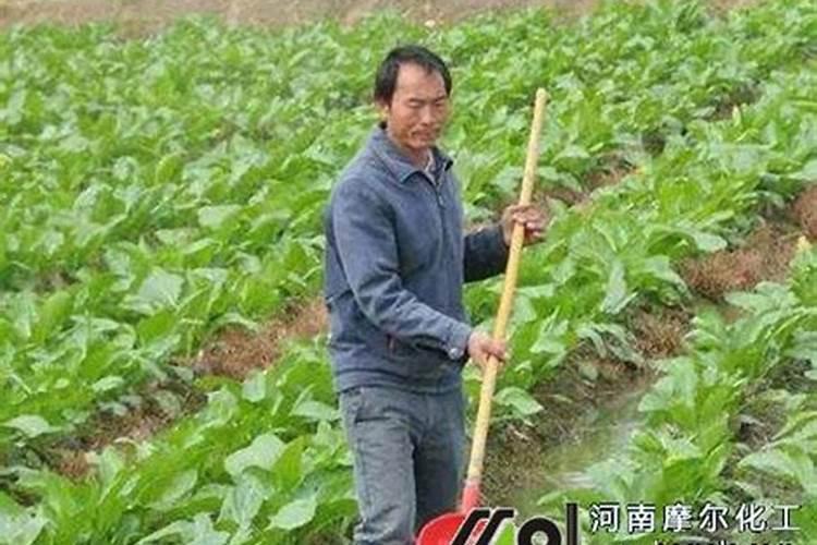 水溶肥是一种新型的肥料,这种肥料比较适合什么农作物？