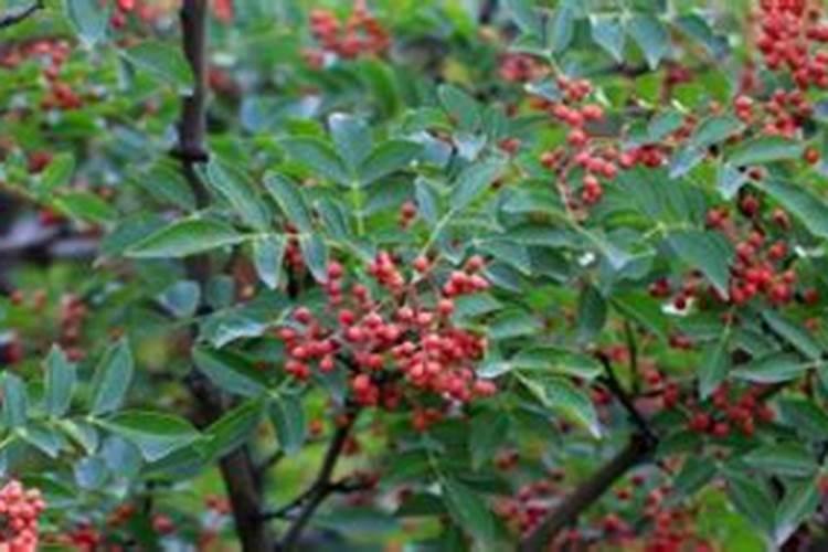 碳水化合物溶液有哪些