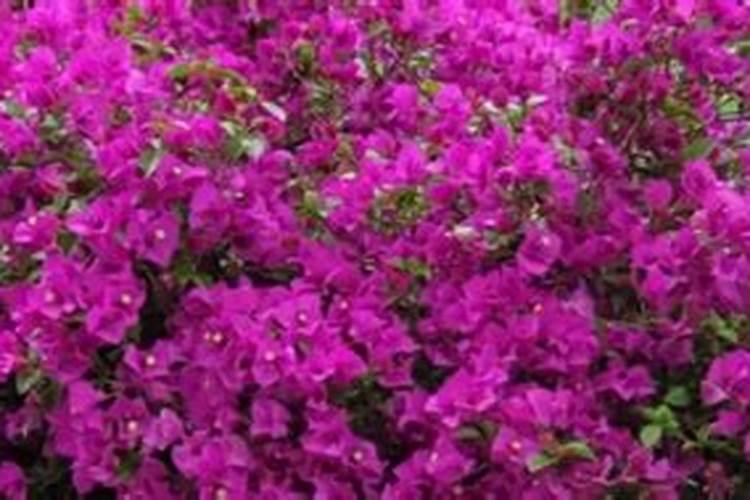 柴胡生长期需要打多效唑吗？