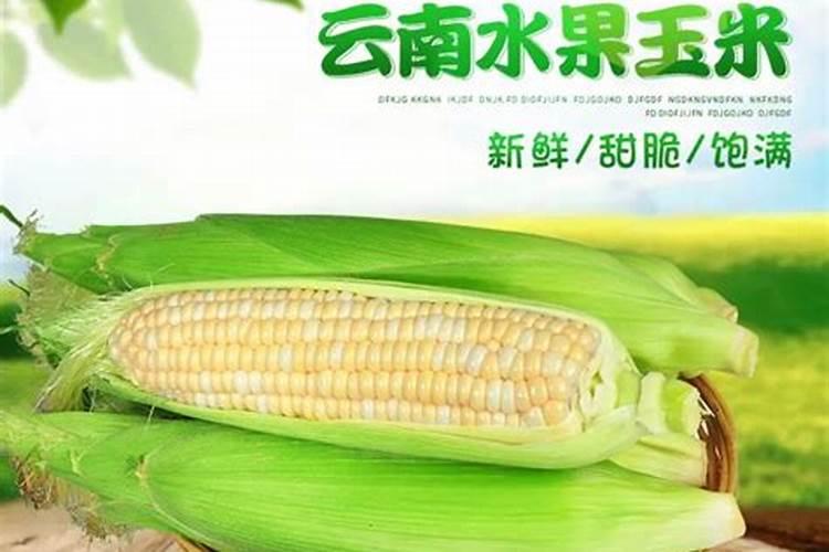 甜玉米后期施什么肥施肥技术有哪些