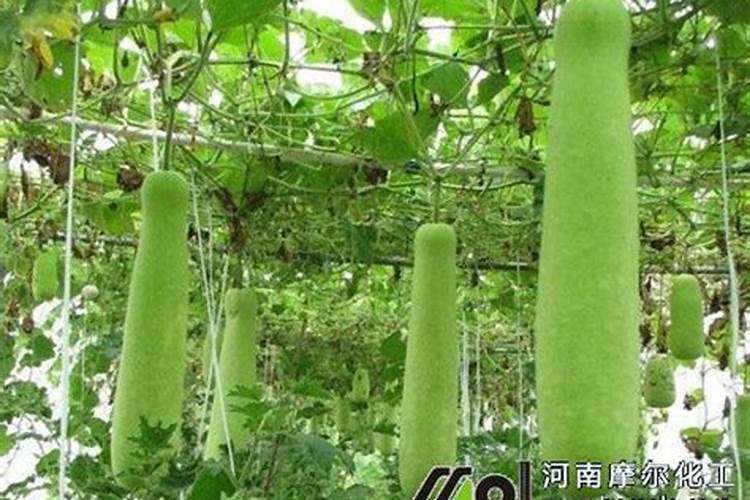 樱花涂料的驱蚊漆有效果吗？