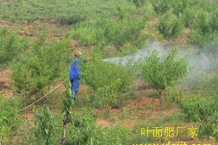 叶面肥多久被植物吸收