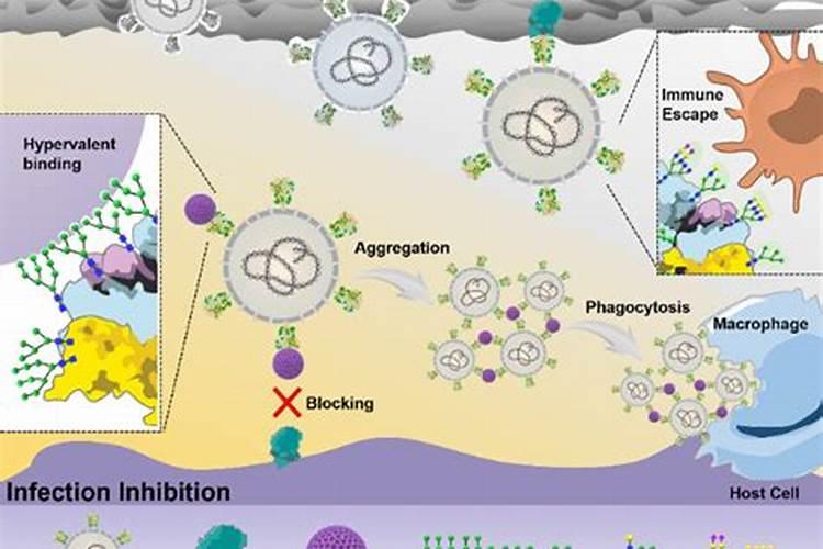 鉴定多糖的方法