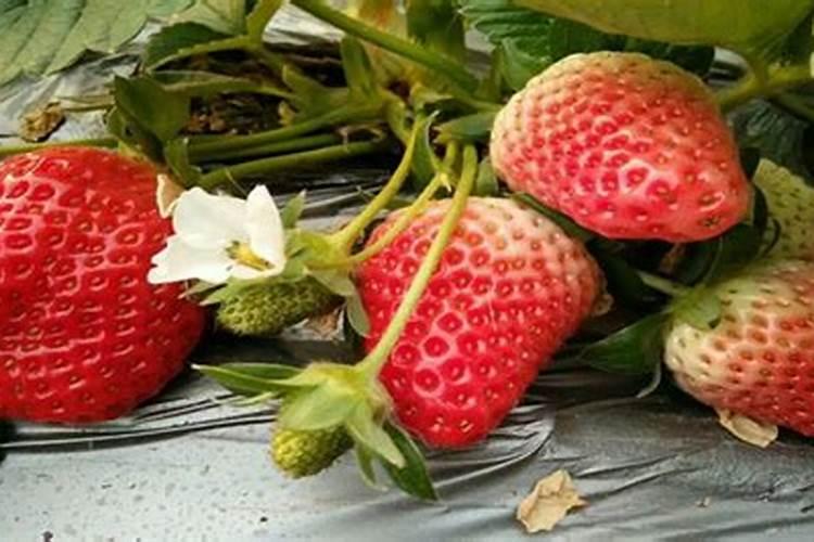 芝麻亩产量一般多少斤,市场价格能收入多少