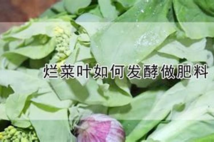 怎么给美早大樱桃合理施肥