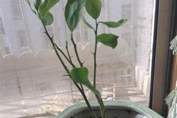 氮肥使用过量有哪些危害？氮肥使用技巧!