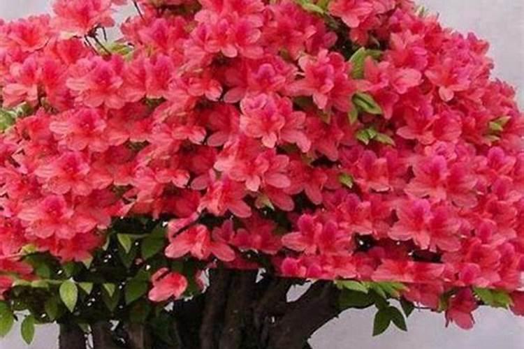 怎么给西洋杜鹃施肥？