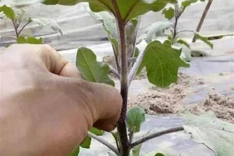 槟榔用什么肥才会根大