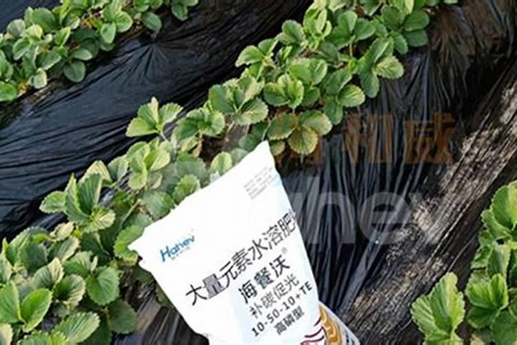 大樱桃用什么肥料早熟还上色