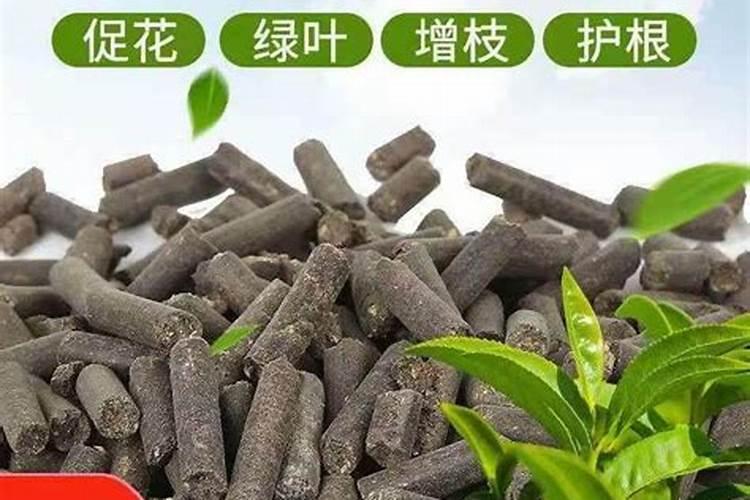 维生素b12能浇什么花