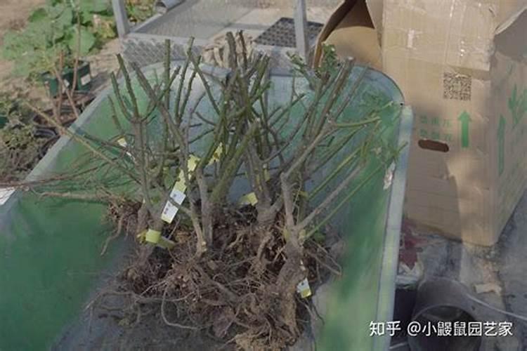 大白菜生长期巧施肥 不同时期施肥方法